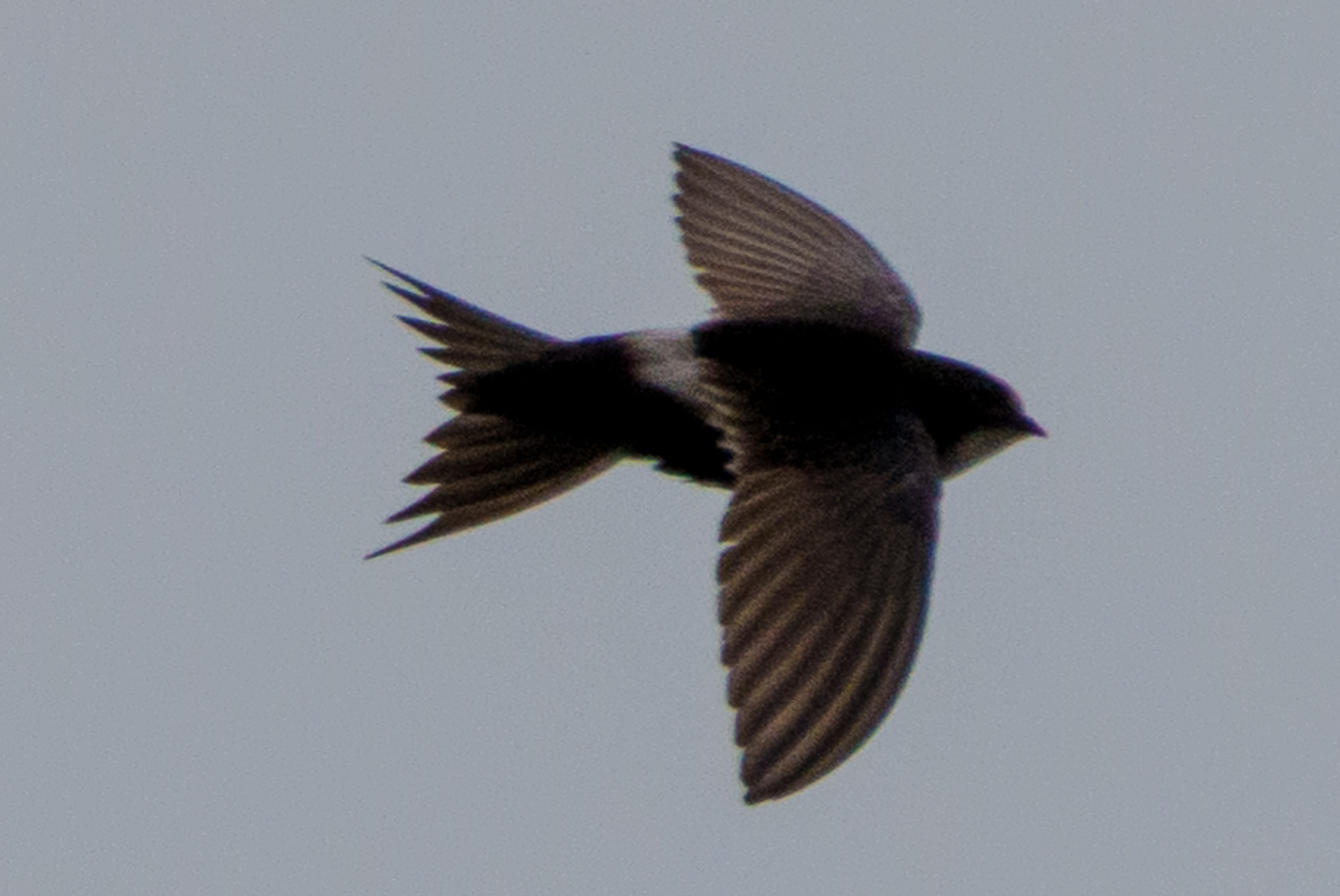 Noisy photo of a white-rumped swift